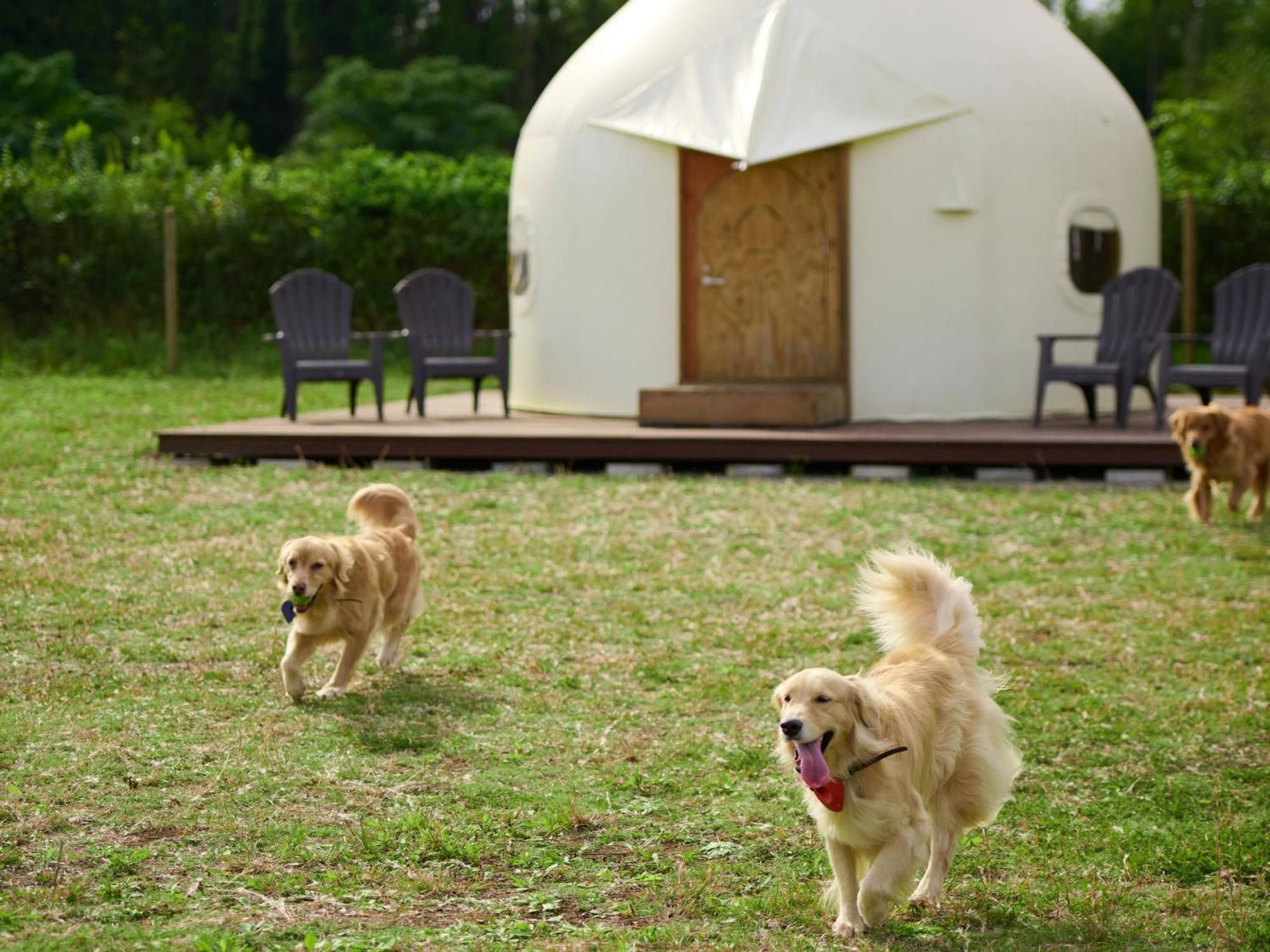 Koyaru-no-sato Doggy's Island Hotel 4*